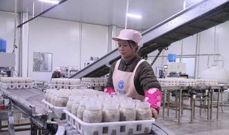 西南地區(qū)最大食用菌工廠化項(xiàng)目在萬(wàn)盛投產(chǎn)，引領(lǐng)產(chǎn)業(yè)升級(jí)與融合發(fā)展